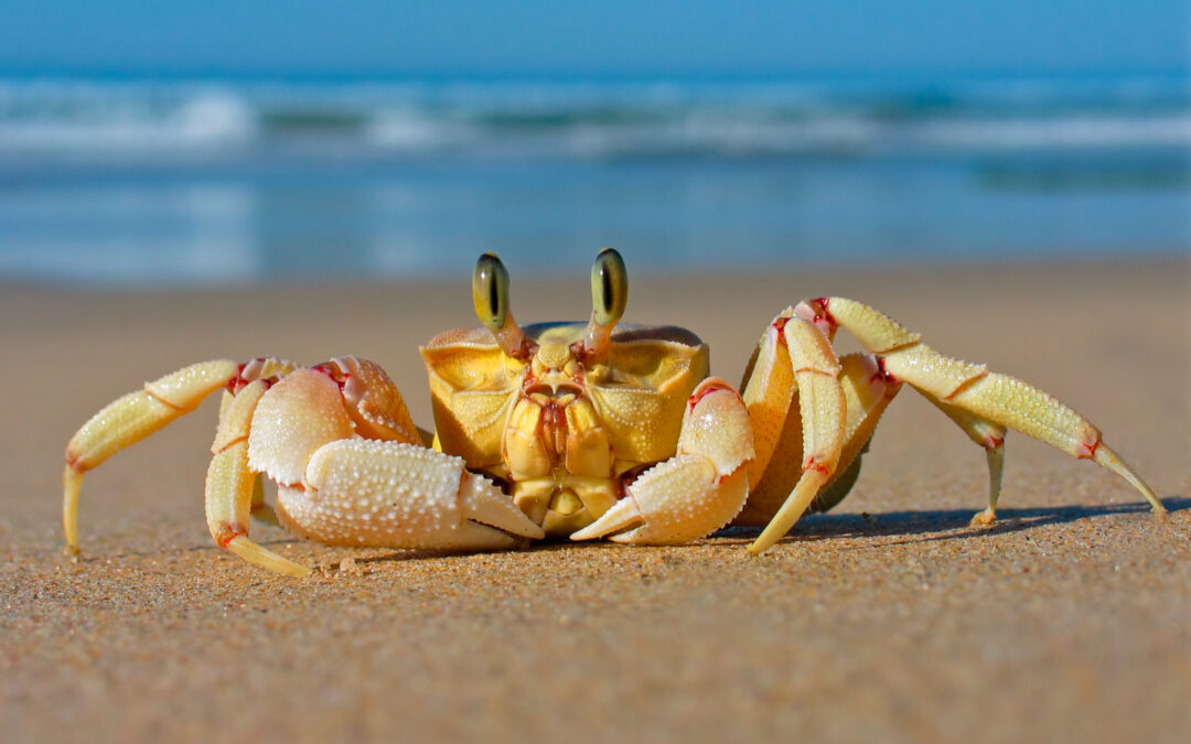 Crab animal photography beach animals